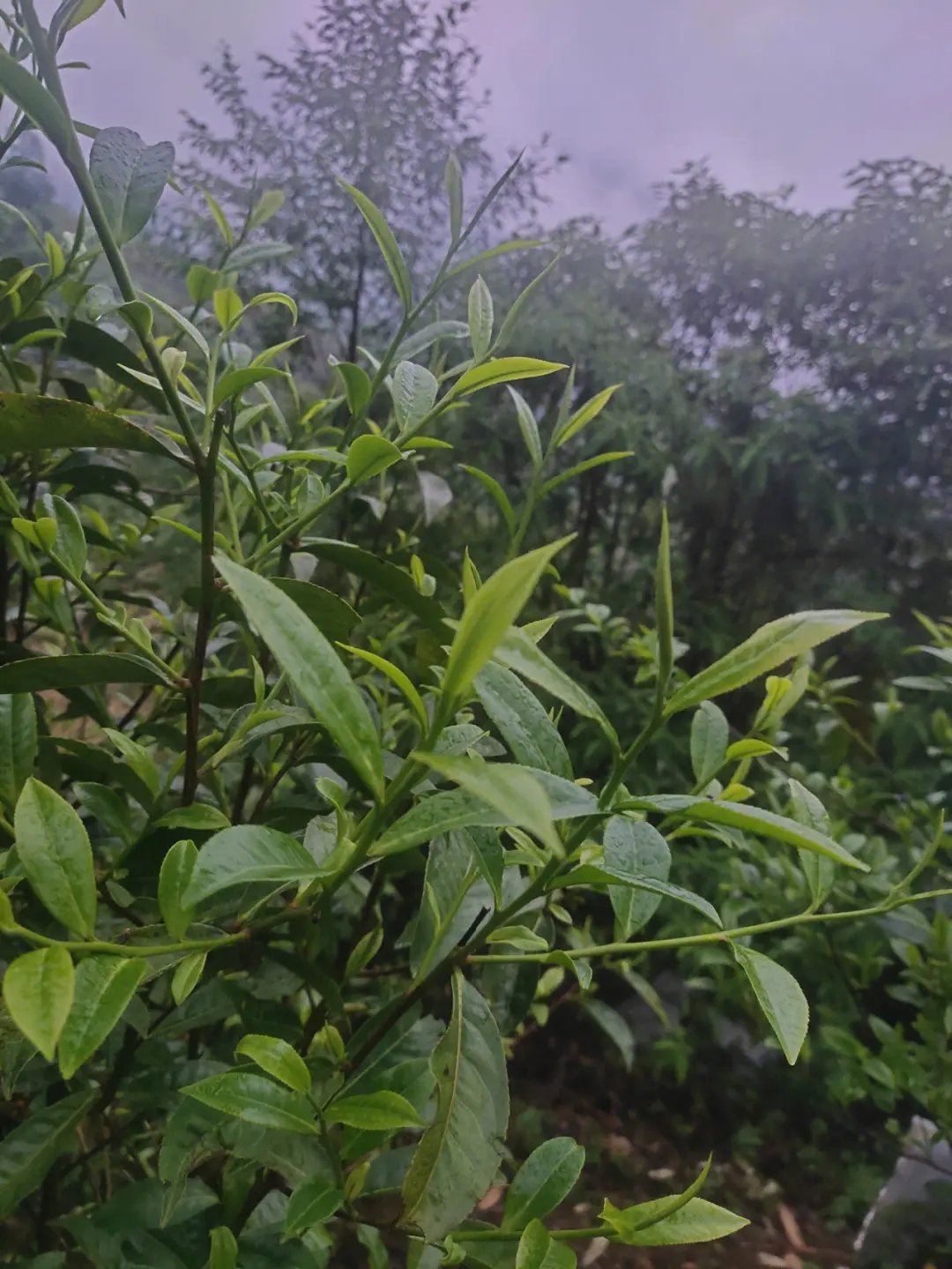 2023年薄荷塘古樹(shù)春茶特點(diǎn)？