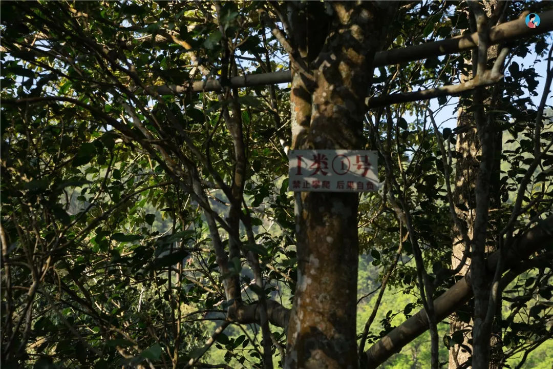 2023年薄荷塘古樹春茶價格是多少？