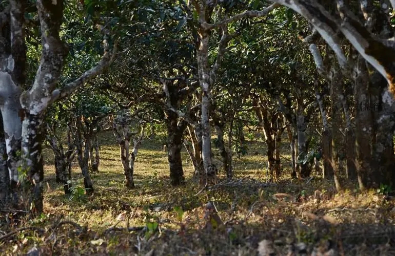 2023年彎弓古樹(shù)春茶特點(diǎn)是什么？