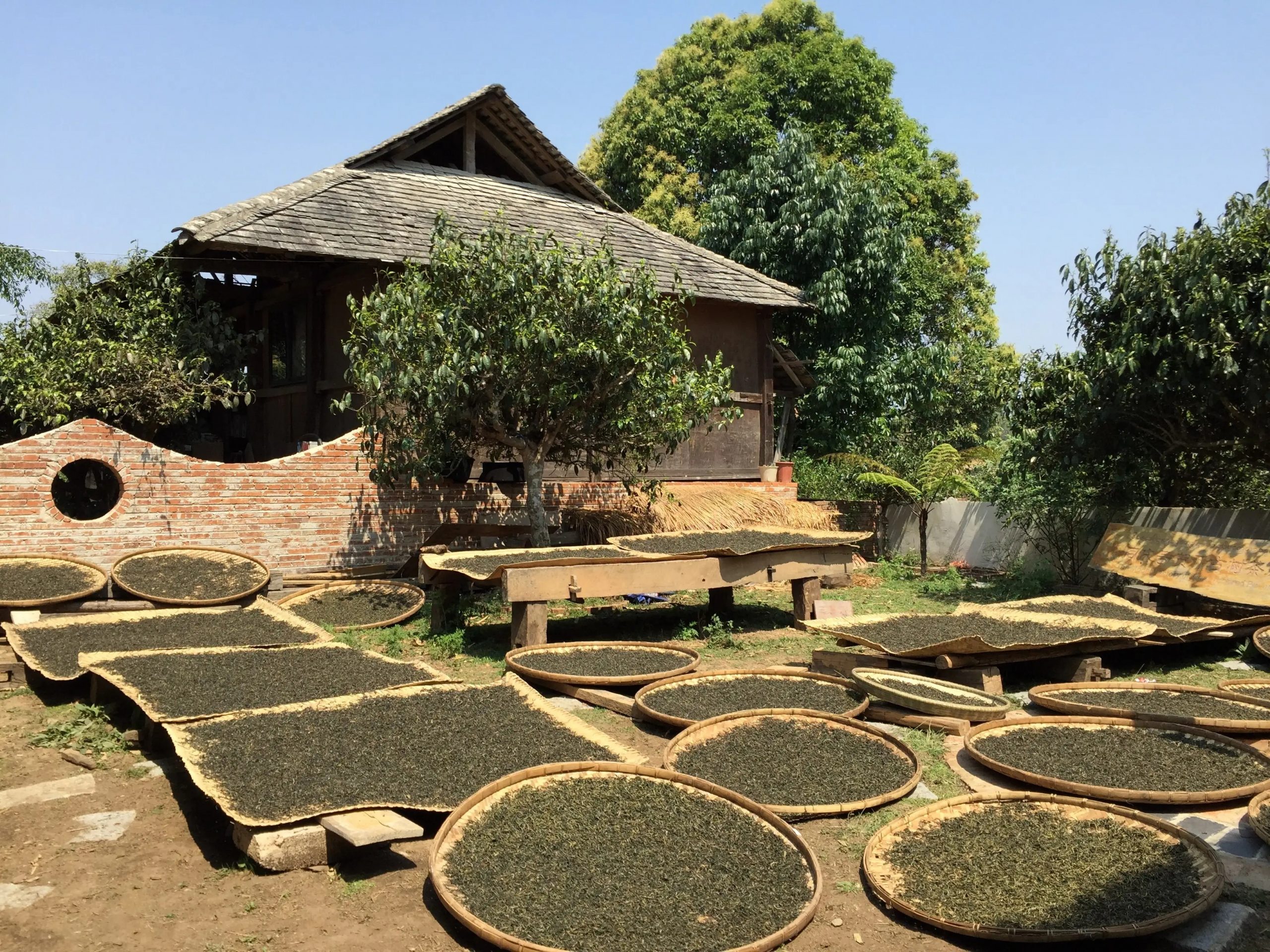 2023年彎弓古樹春茶多少一公斤？