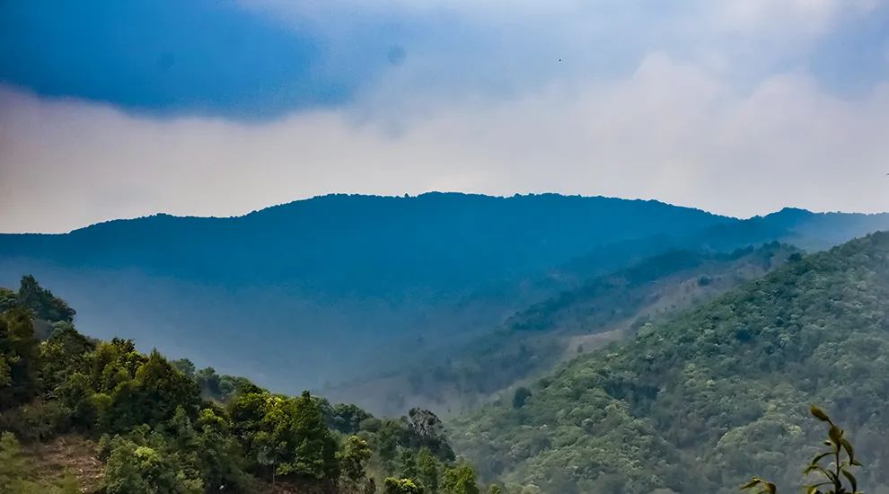 2023年勐庫(kù)大忠山古樹(shù)春茶品質(zhì)怎么樣？