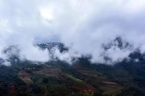 2023年勐庫大忠山古樹春茶口感如何？