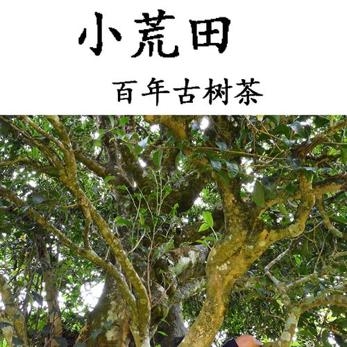 2023年勐庫(kù)小荒田古樹(shù)春茶特點(diǎn)？