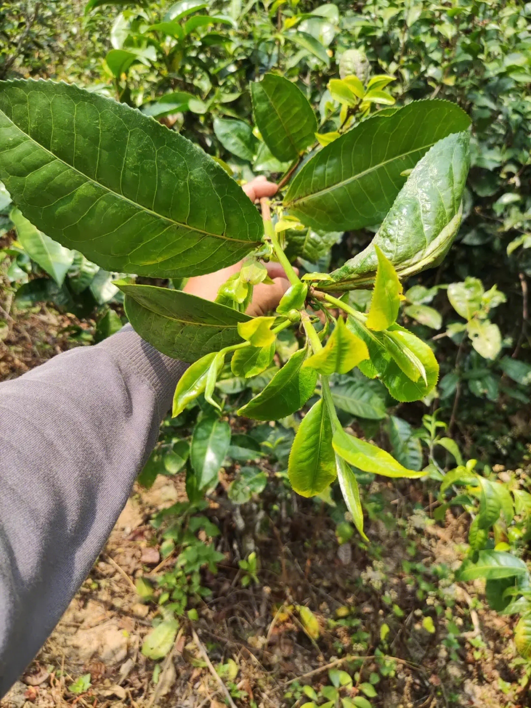 2023年勐庫小荒田古樹春茶品質(zhì)如何？