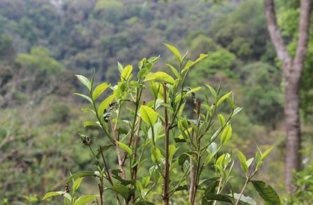 2023年勐庫(kù)那蕉古樹(shù)春茶品質(zhì)如何？