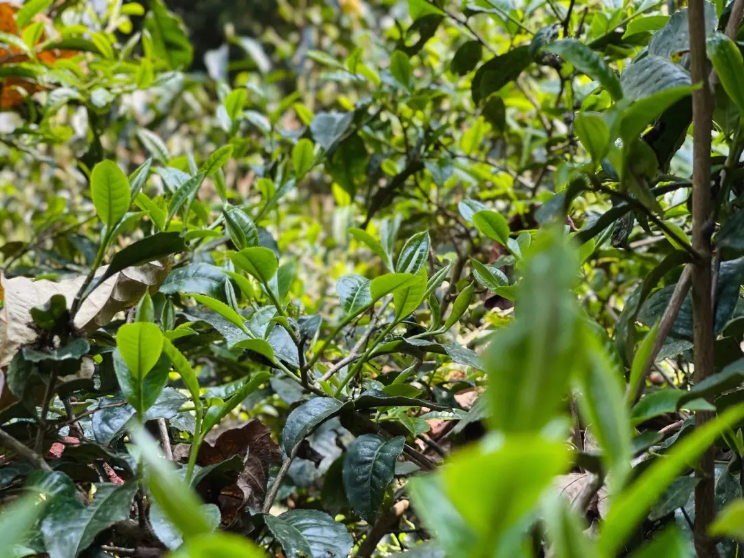 2023年勐庫那蕉古樹春茶多少一公斤？