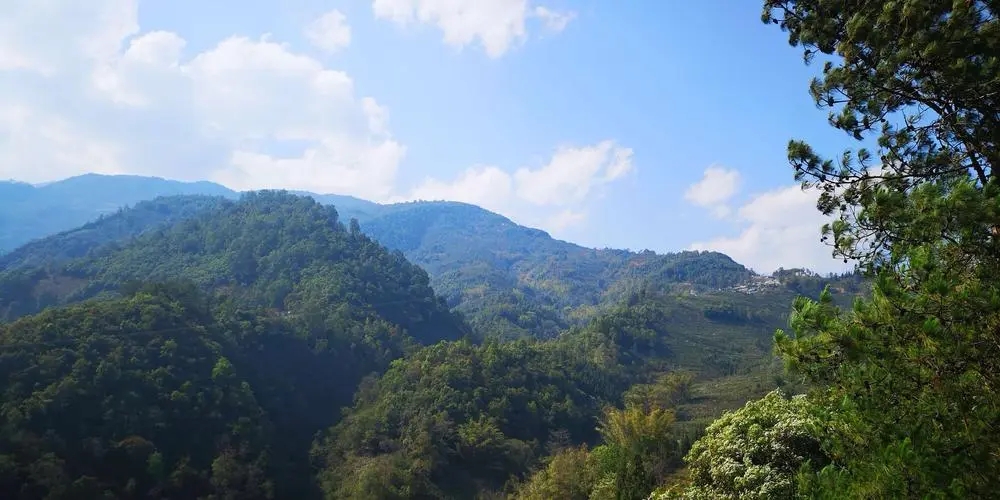 2023年勐庫(kù)豆腐寨古樹春茶品質(zhì)如何？