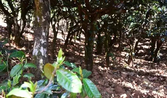 2023年勐庫豆腐寨古樹春茶價格是多少？