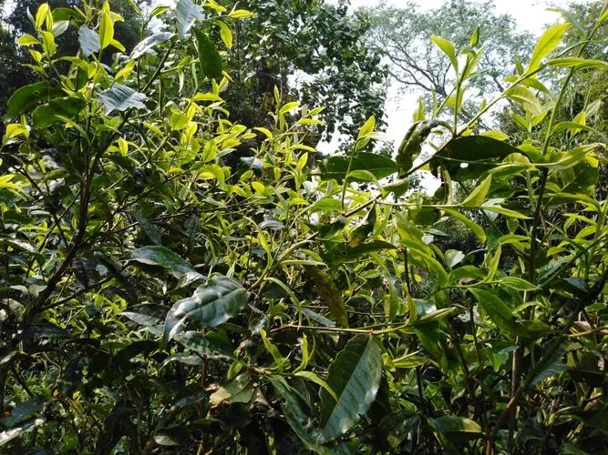 2023年勐庫(kù)河邊寨古樹特點(diǎn)是什么？