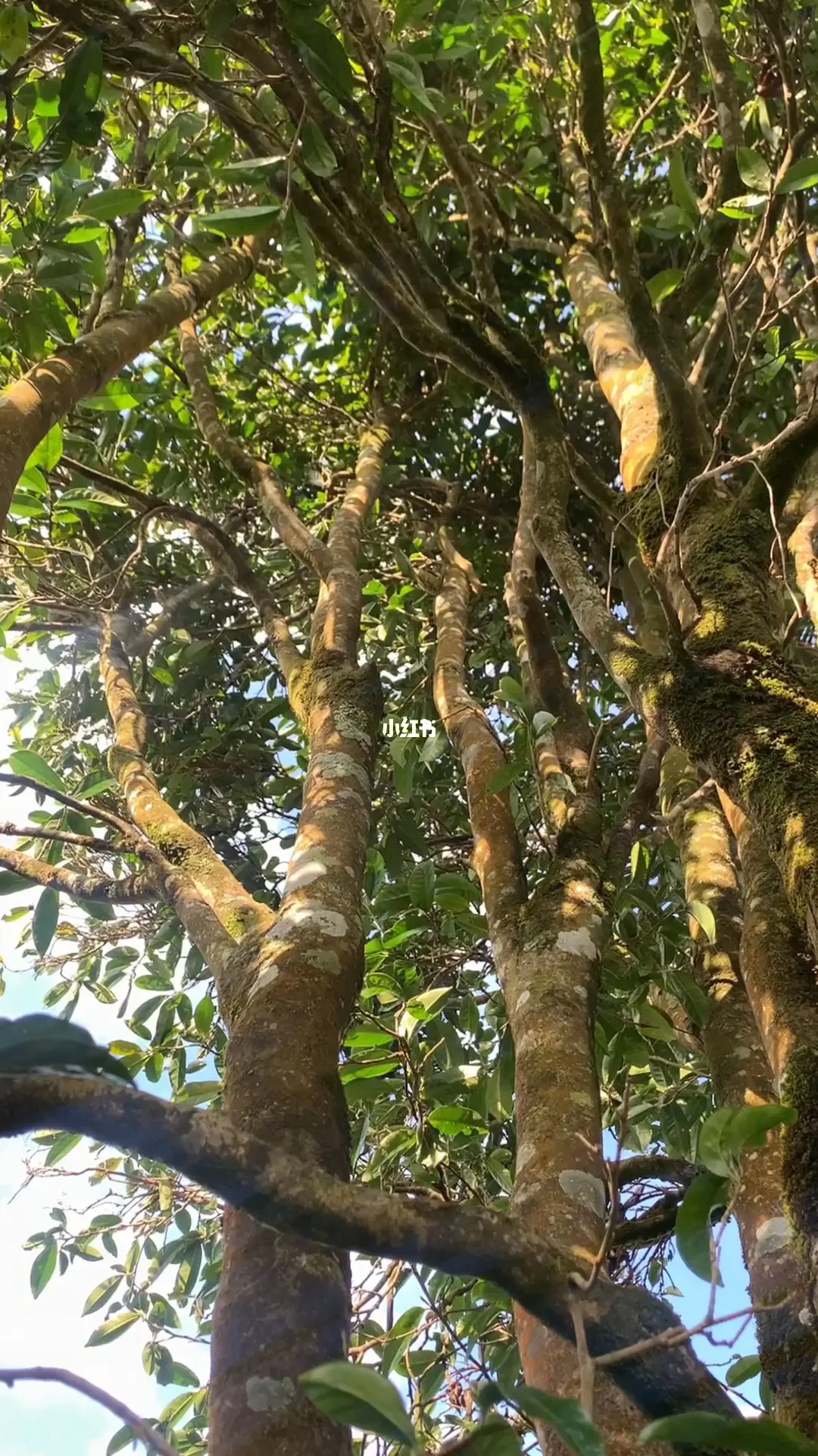 2023年勐庫(kù)河邊寨古樹春茶品質(zhì)如何？