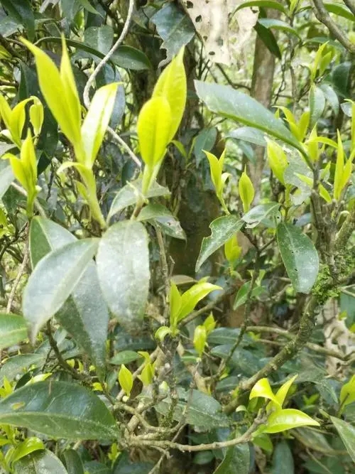 2023年勐庫(kù)河邊寨古樹春茶多少一公斤？