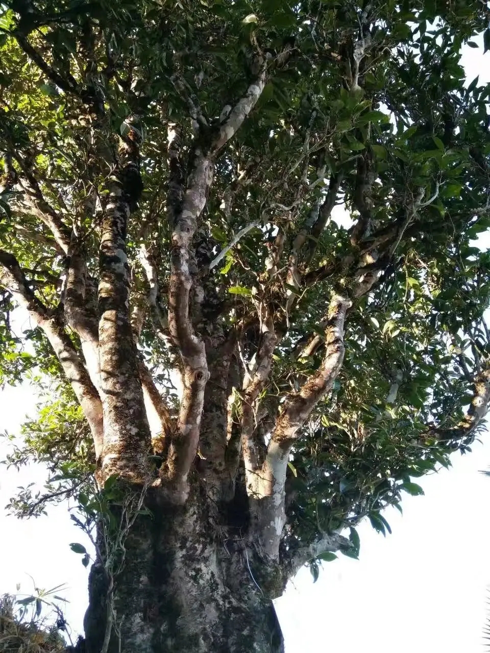 2023年麻栗坡古樹春茶口感怎么樣？