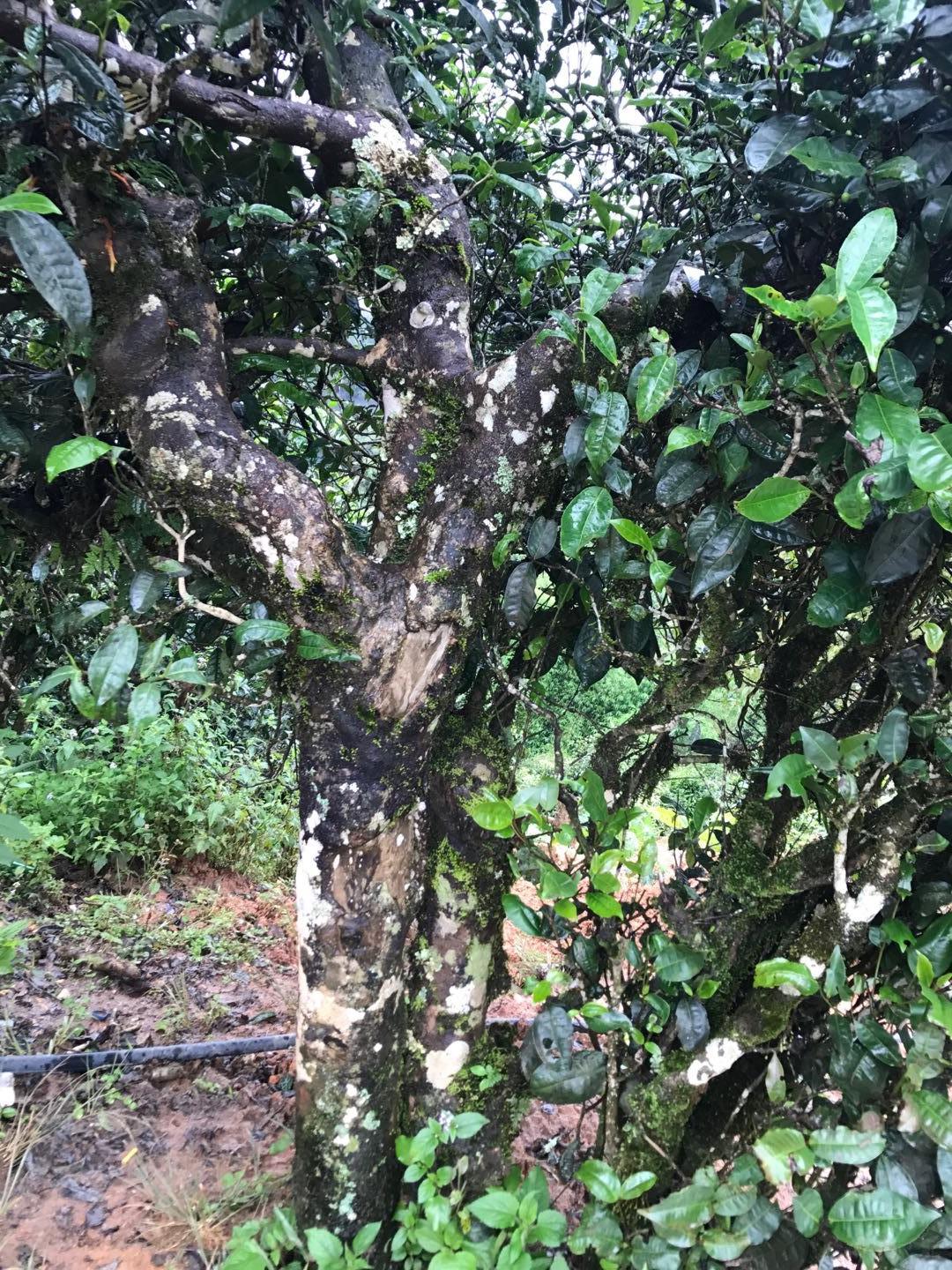 2023年麻栗坡古樹春茶價(jià)格是多少？