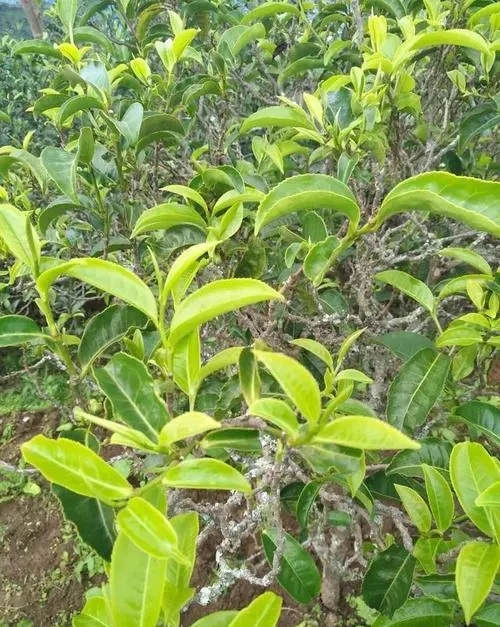 2023年鍋底塘古樹春茶口感如何？