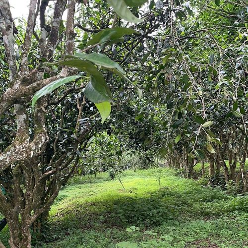 2023年永德大雪山古樹(shù)春茶特點(diǎn)是什么？