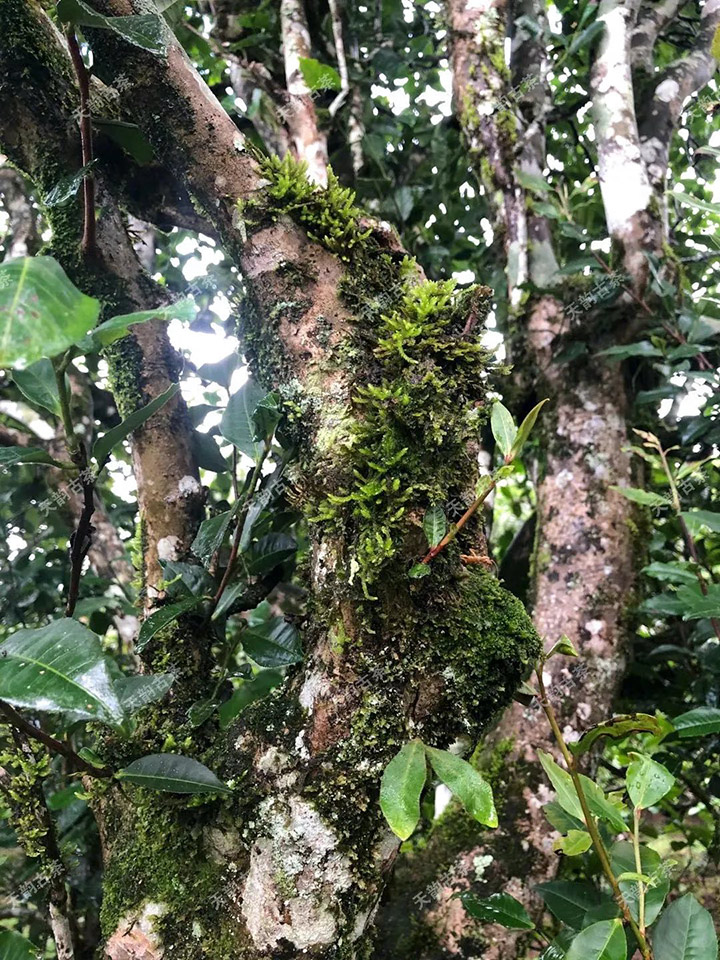 2023年永德大雪山古樹春茶品質(zhì)如何？