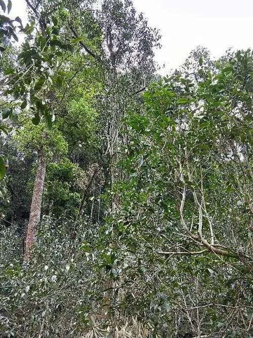 2023年多依樹古樹春茶品質(zhì)如何？