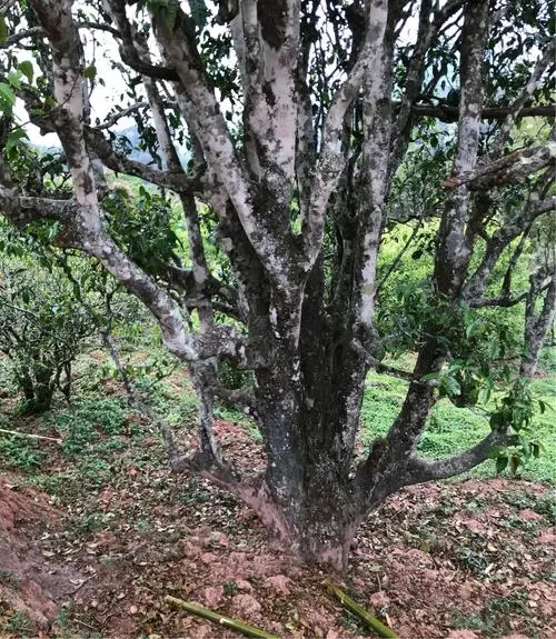 2023年易武張家灣古樹春茶特點是什么？