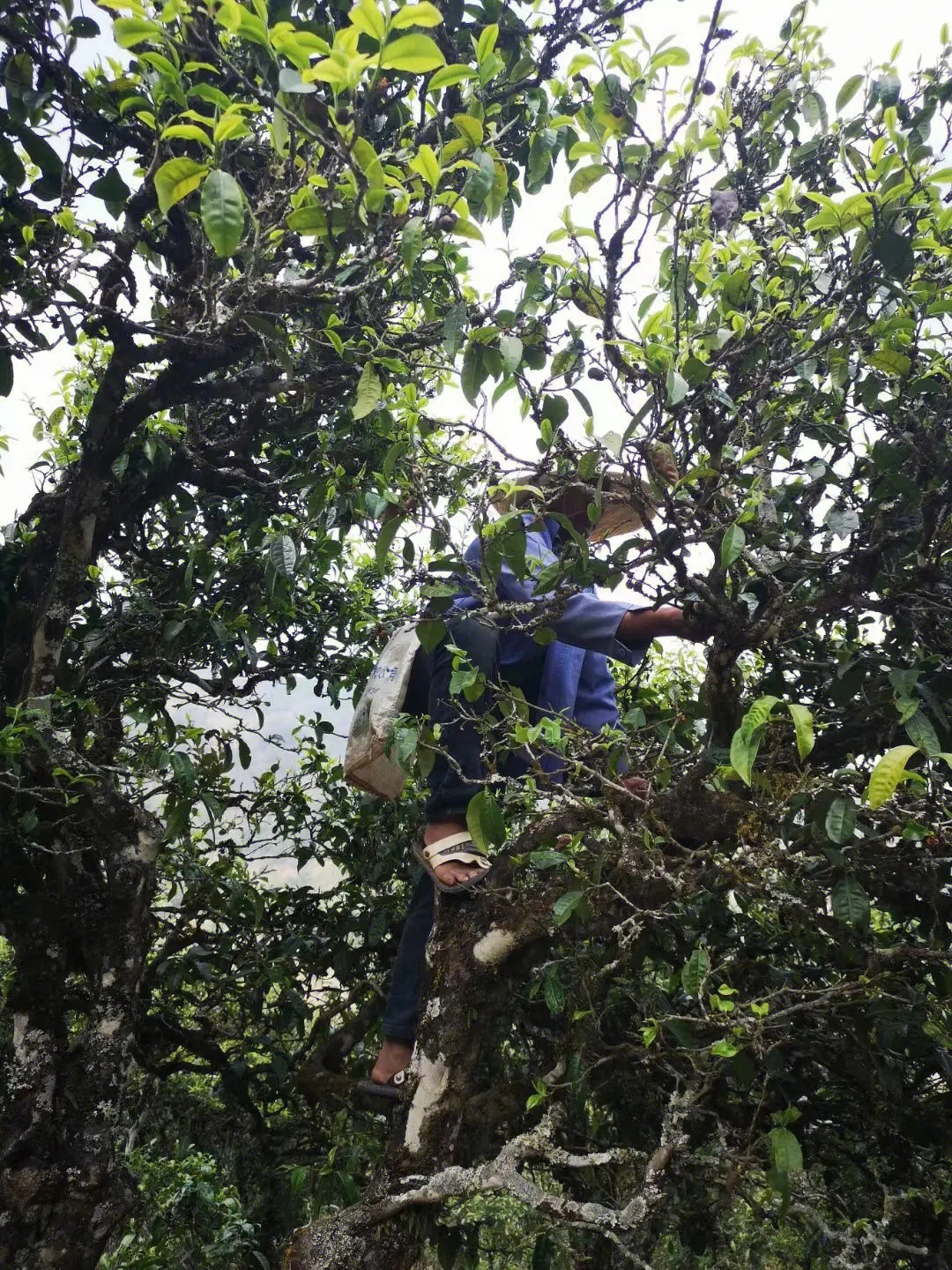 2023年寧洱擺尾箐古樹春茶品質(zhì)如何？