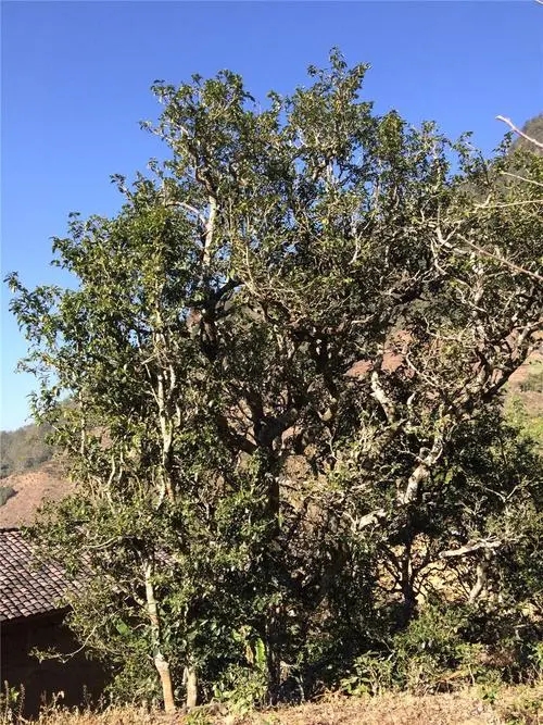 2023年寧洱擺尾箐古樹春茶價格是多少？