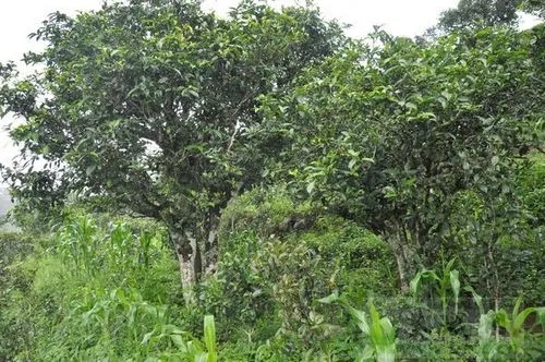 2023年鎮(zhèn)沅老海塘古樹春茶特點 是什么？