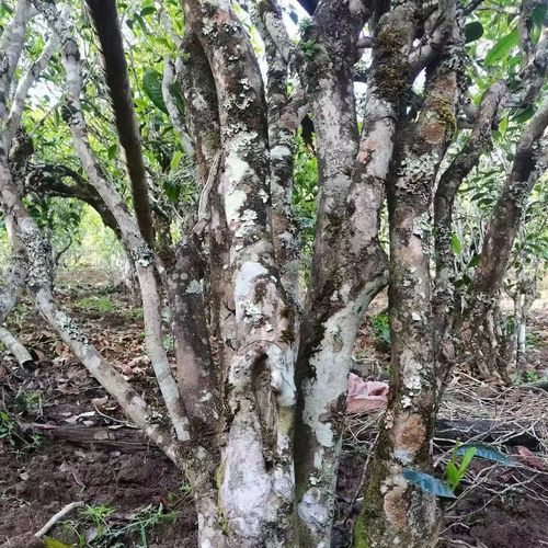 2023年鎮(zhèn)沅老烏山古樹春茶價(jià)格是多少？