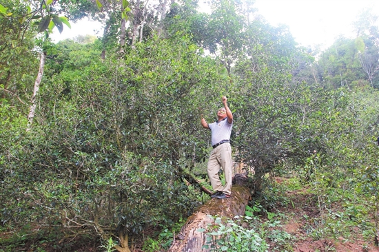 2023年普洱老安寨古樹春茶價(jià)格是多少？