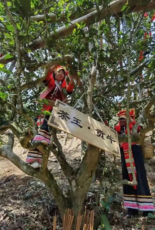 2023年普洱老安寨古樹春茶多少一公斤？