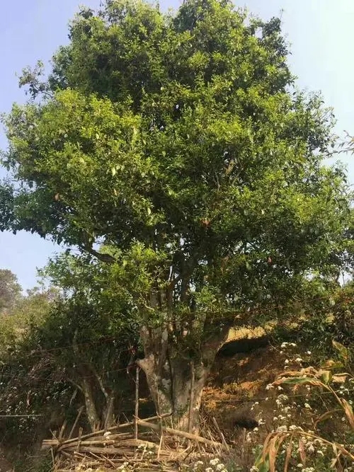 2023年千家寨古樹春茶特點是什么？