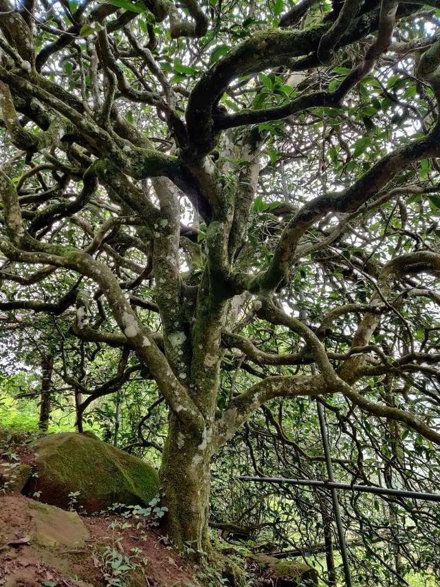 2023年千家寨古樹春茶品質(zhì)如何？