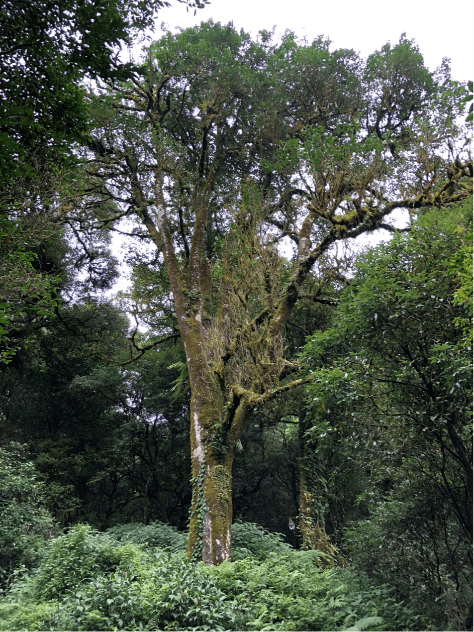 2023年千家寨古樹春茶價格是多少？