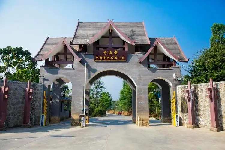 2024年老班章古樹春茶口感是什么？