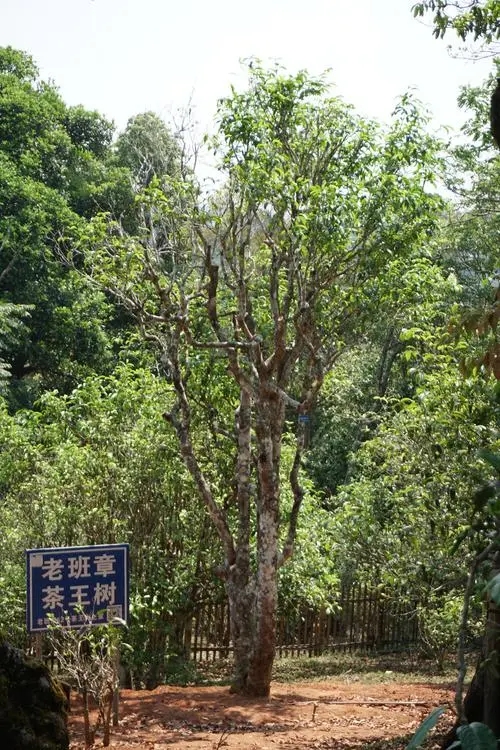 2024年老班章古樹春茶特點(diǎn)是什么？