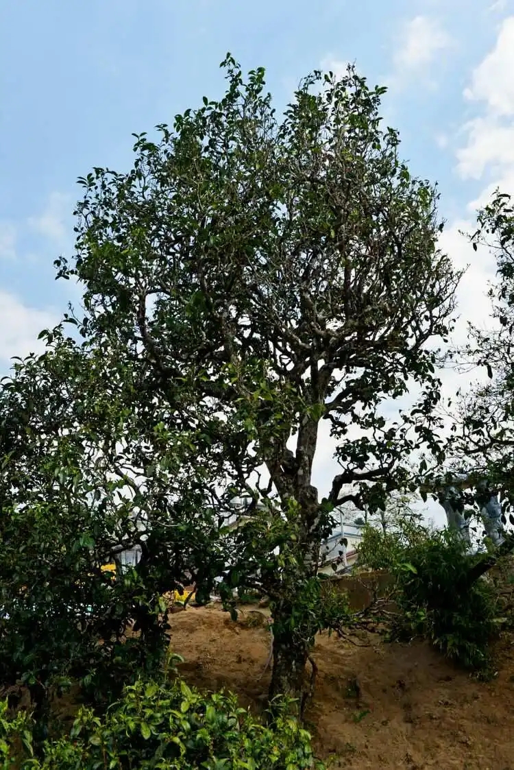 2024年冰島老寨古樹春茶口感是什么？