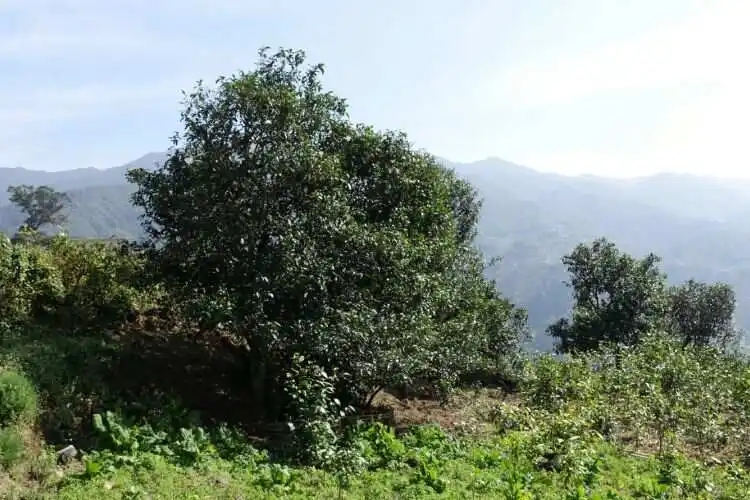 2024年冰島老寨古樹春茶特點(diǎn)是什么？