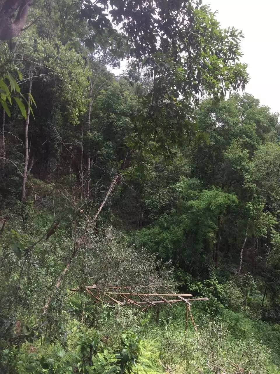 2024年曼松古樹春茶特點是什么？