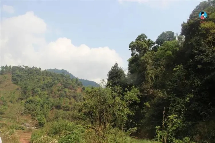 2024年薄荷塘古樹春茶品質(zhì)怎么樣？