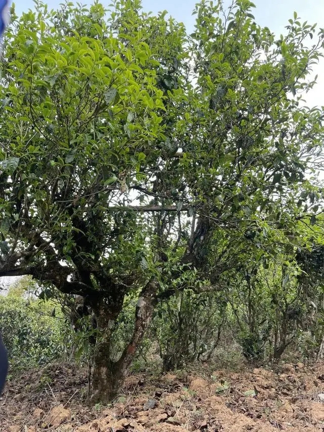 2024年薄荷塘古樹春茶價(jià)格是多少？