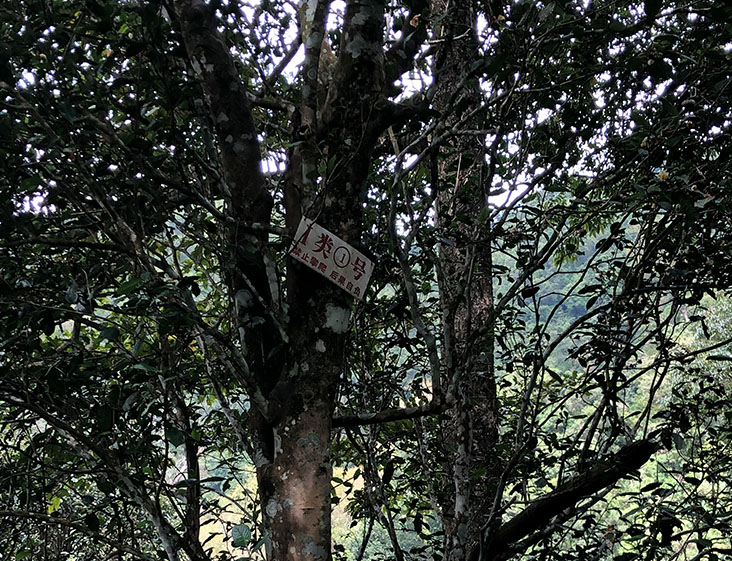 2024年薄荷塘古樹春茶多少錢一公斤？