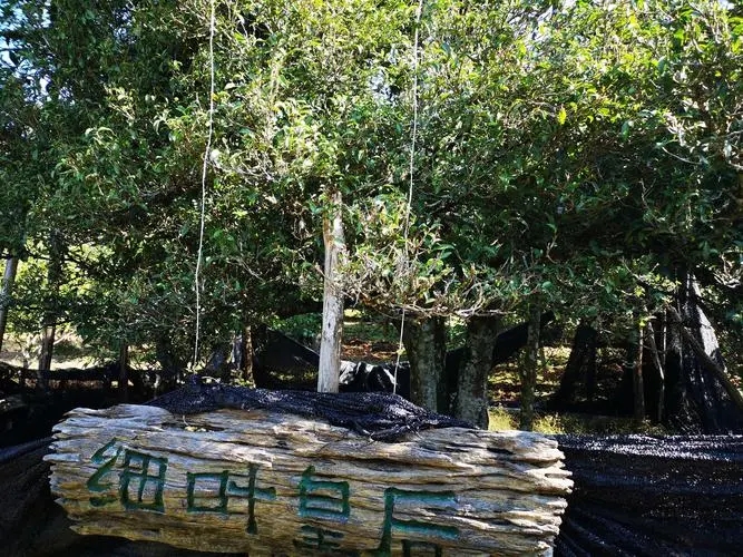 2024年困鹿山古樹春茶口感如何？