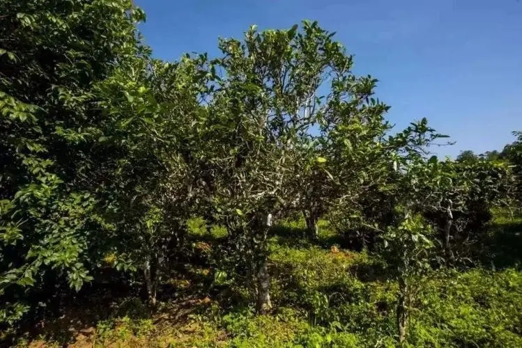 2024年迷帝古樹春茶特點是什么？