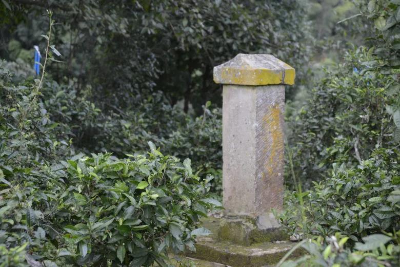 2024年迷帝古樹春茶價格是多少？