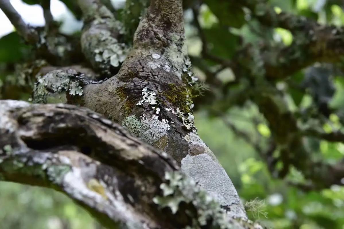 2024年迷帝古樹(shù)春茶多少錢(qián)一公斤？