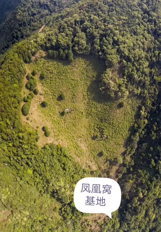 2024年墨江鳳凰窩古樹春茶口感如何？