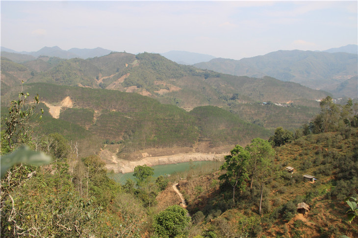 2024年昔歸古樹春茶口感是什么？