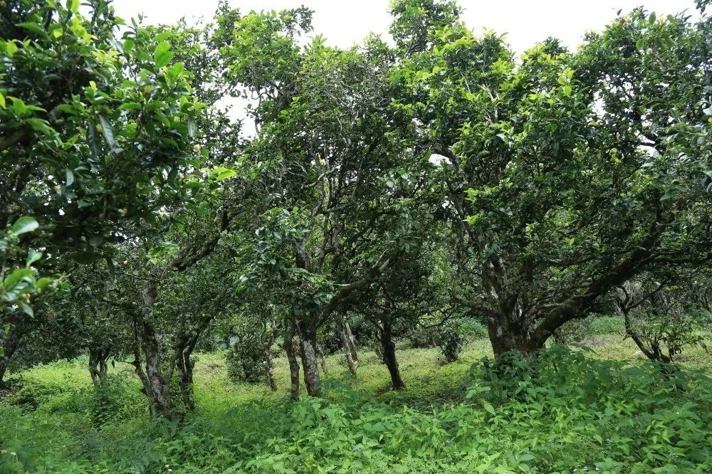 2024年昔歸古樹春茶價格是多少？