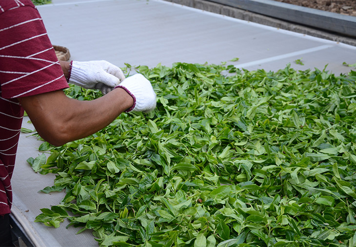 2024年磨烈古樹春茶特點(diǎn)是什么？