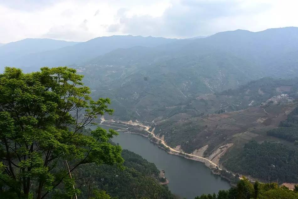 2024年磨烈古樹春茶多少錢一公斤？