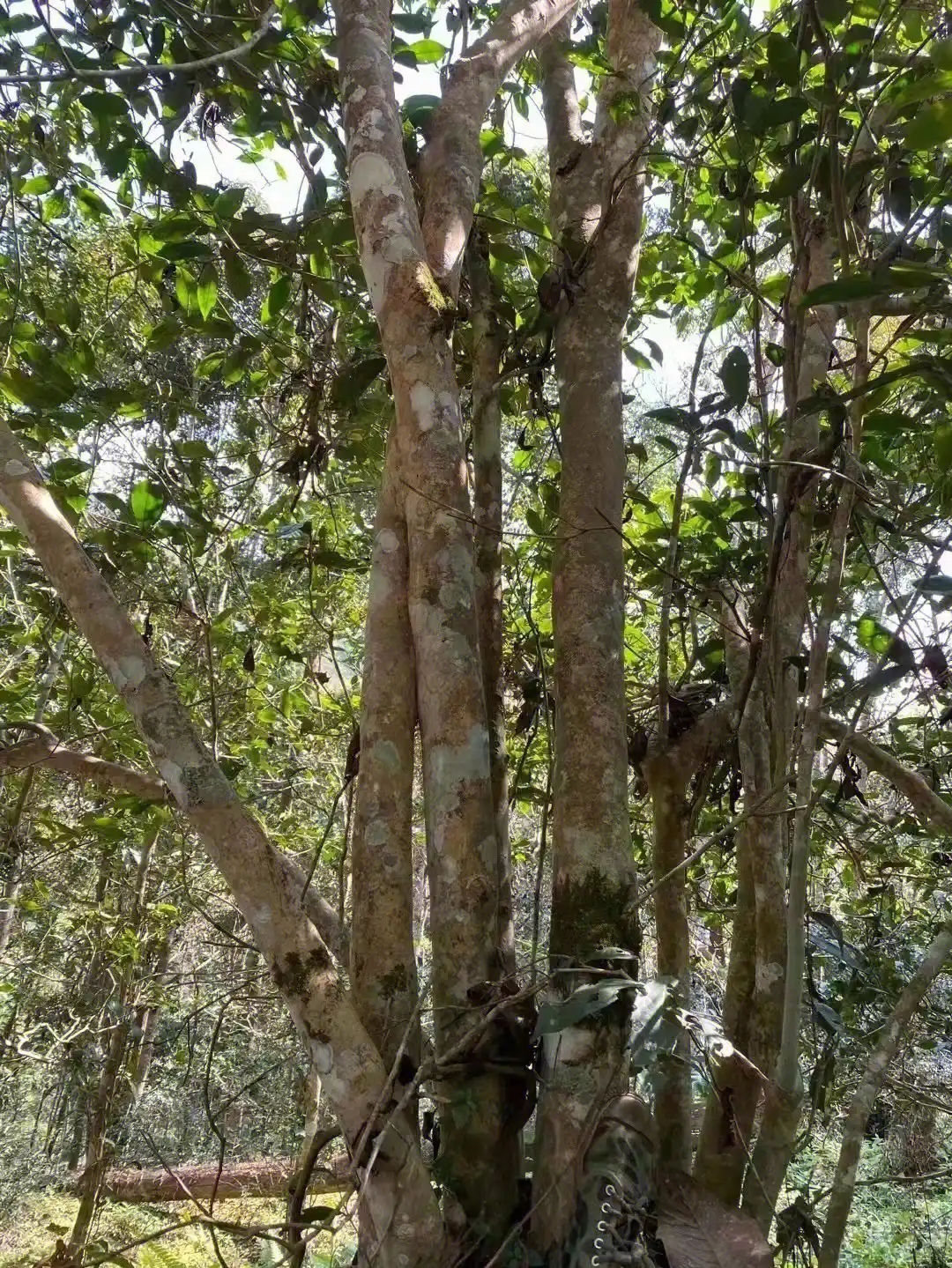 【薄荷塘】普洱茶為什么叫高桿茶？