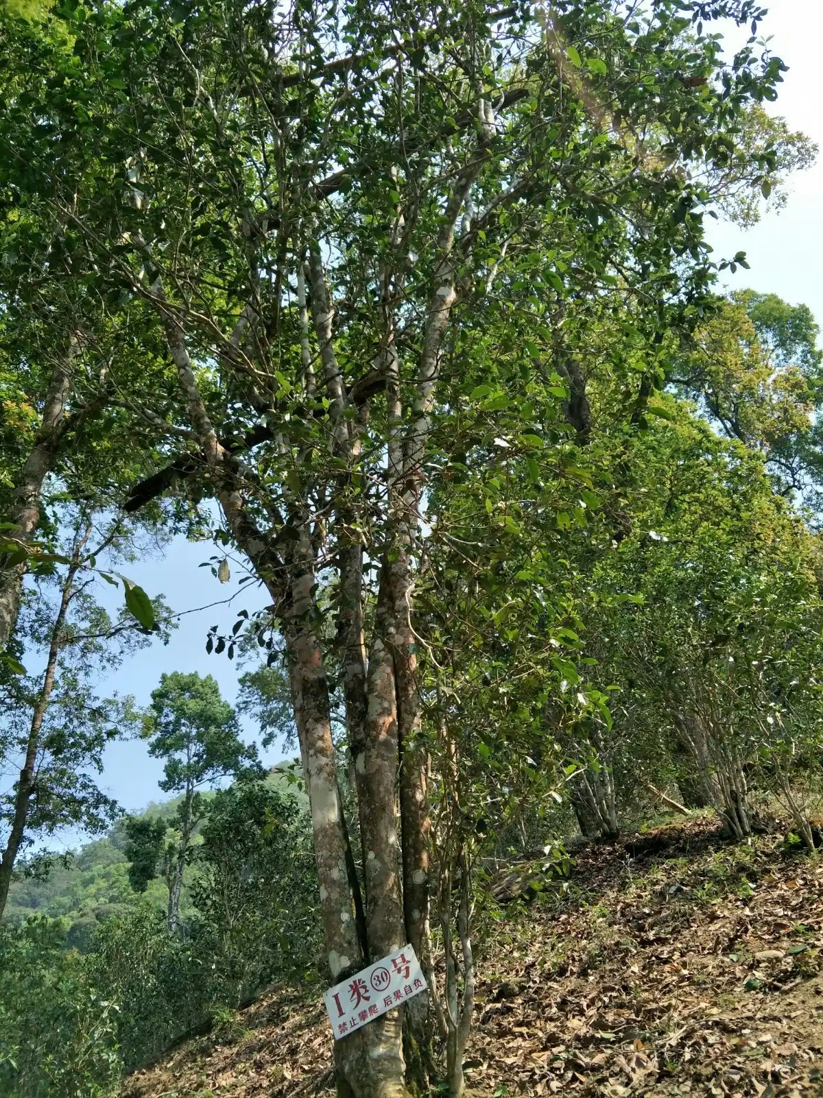 野境王者、普洱巔峰！薄荷塘成為普洱無冕之王的十大原因